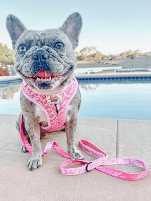 Show full view: Sassy Woof Malibu Dog Harness & Leash, Pink, Small: 16 to 21-in chest slide 8 of 9