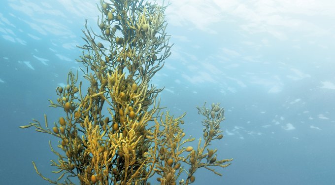 ProDen PlaqueOff Powder Dog & Cat Supplement