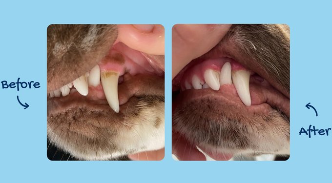 ProDen PlaqueOff Powder Dog & Cat Supplement