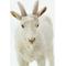 Show in main carousel: Safari Ltd. Nanny Goat slide 4 of 6