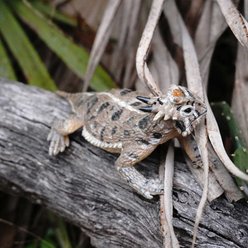 Safari Ltd. Horned Lizard slide 2 of 6