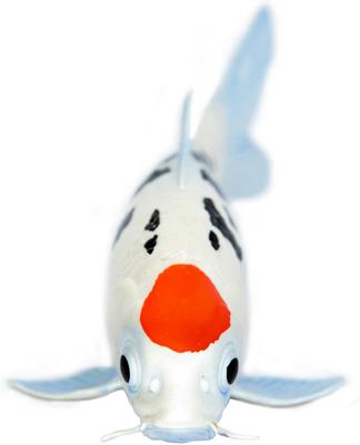 Show full view: Safari Ltd. Tancho Koi Fish Figurine slide 3 of 5