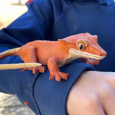 Show full view: Safari Ltd. Crested Gecko slide 6 of 7