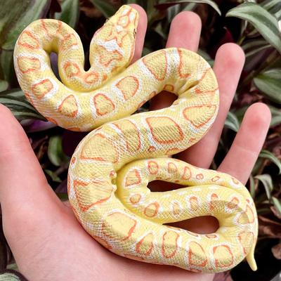Show full view: Safari Ltd. Albino Burmese Python Figurine slide 6 of 7