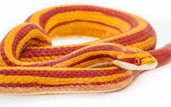 Safari Ltd. Corn Snake slide 2 of 6