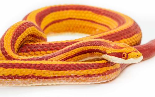 Show full view: Safari Ltd. Corn Snake slide 4 of 6