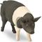Show in main carousel: Safari Ltd. Hampshire Pig Figurine slide 3 of 6