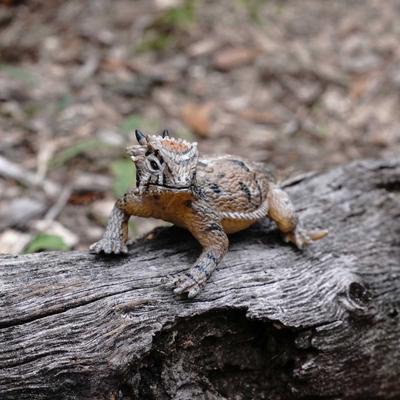 Show full view: Safari Ltd. Horned Lizard slide 5 of 6