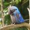 Show in main carousel: Eugy Spix's Macaw 3D Puzzle slide 4 of 4