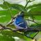 Show in main carousel: Eugy Blue Jay 3D Puzzle slide 4 of 4
