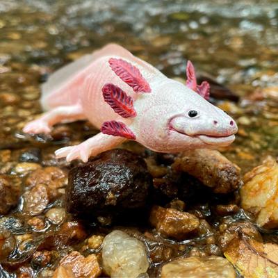 Show full view: Safari Ltd. Axolotl Figurine slide 8 of 8