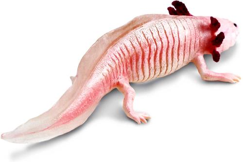 Show full view: Safari Ltd. Axolotl Figurine slide 6 of 8