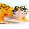 Show in main carousel: Safari Ltd. Leopard Gecko Figurine slide 5 of 7