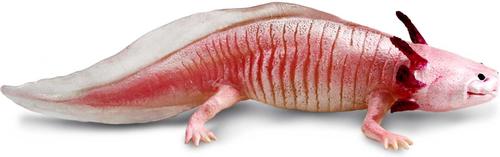 Show full view: Safari Ltd. Axolotl Figurine slide 3 of 8