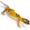 Show in main carousel: Safari Ltd. Leopard Gecko Figurine slide 2 of 7