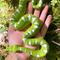 Show in main carousel: Safari Ltd. Emerald Tree Boa Figurine slide 6 of 7
