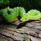 Show in main carousel: Safari Ltd. Emerald Tree Boa Figurine slide 7 of 7