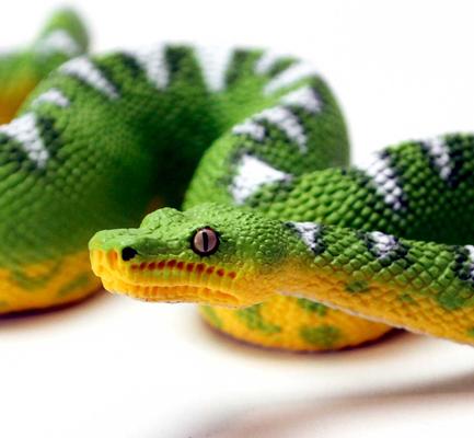 Show full view: Safari Ltd. Emerald Tree Boa Figurine slide 5 of 7