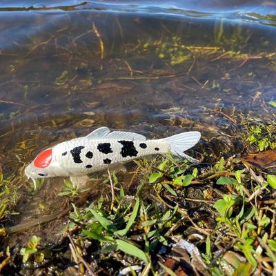 Show full view: Safari Ltd. Tancho Koi Fish Figurine slide 5 of 5