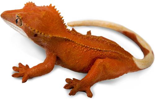 Show full view: Safari Ltd. Crested Gecko slide 3 of 7