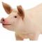 Show in main carousel: Safari Ltd. Large White Pig slide 2 of 7