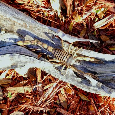 Show full view: Safari Ltd. Scorpion slide 6 of 7