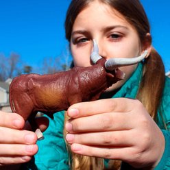 Safari Ltd. Watusi Bull slide 2 of 7