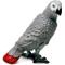 Show in main carousel: Safari Ltd. African Gray Parrot slide 4 of 6