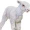 Show in main carousel: Safari Ltd. Lamb Figurine slide 3 of 6