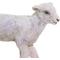 Show in main carousel: Safari Ltd. Lamb Figurine slide 4 of 6