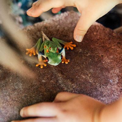 Show full view: Safari Ltd. Red-Eyed Tree Frog slide 6 of 6