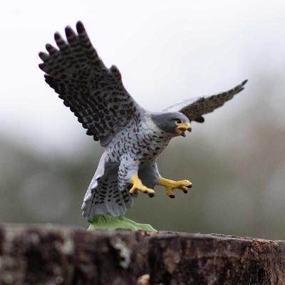 Show full view: Safari Ltd. Peregrine Falcon slide 6 of 7