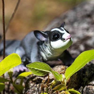 Show full view: Safari Ltd. Sugar Glider slide 6 of 6