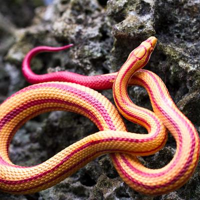 Show full view: Safari Ltd. Corn Snake slide 6 of 6