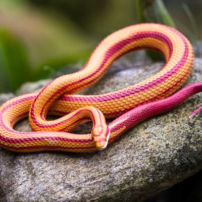 Show full view: Safari Ltd. Corn Snake slide 5 of 6