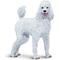 Show in main carousel: Safari Ltd. Poodle slide 4 of 7