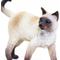 Show in main carousel: Safari Ltd. Siamese Cat slide 4 of 6