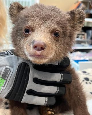 Show full view: ArmOR Hand Full Finger Coverage Dog & Cat Grooming Gloves, X-Small slide 8 of 12