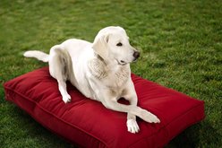 Sherry Kline Pet Collection Mattress Sunbrella Indoor/Outdoor Dog Bed, Cherry Red, 42 x 54 x 5-in