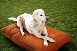 Sherry Kline Pet Collection Mattress Sunbrella Indoor/Outdoor Dog Bed, Cayenne, 30 x 40 x 4-in