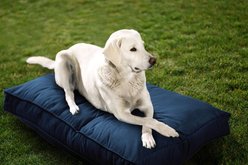 Sherry Kline Pet Collection Mattress Sunbrella Indoor/Outdoor Dog Bed, Indigo, 20 x 26 x 3-in