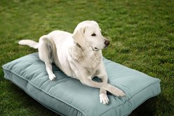 Sherry Kline Pet Collection Mattress Sunbrella Indoor/Outdoor Dog Bed, Mist, 30 x 40 x 4-in