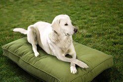 Sherry Kline Pet Collection Mattress Sunbrella Indoor/Outdoor Dog Bed, Kiwi, 26 x 36 x 4-in