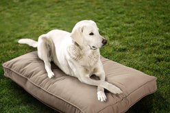 Sherry Kline Pet Collection Mattress Sunbrella Indoor/Outdoor Dog Bed, Sand, 20 x 26 x 3-in