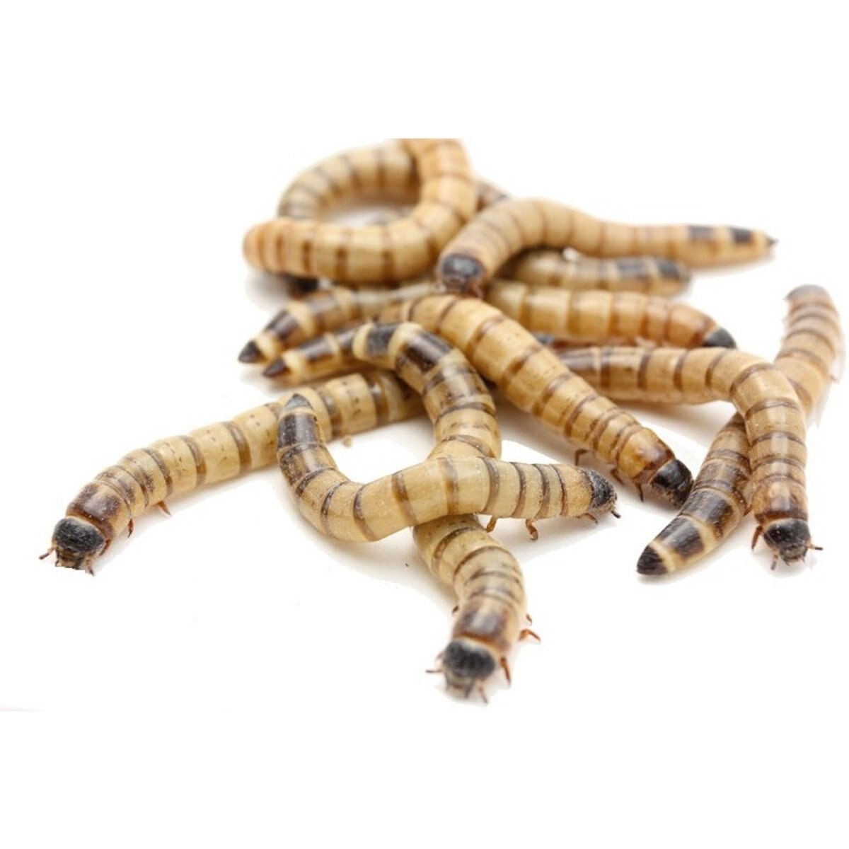 Feeder Insects Live Superworm Reptile Food, Large, 250 count