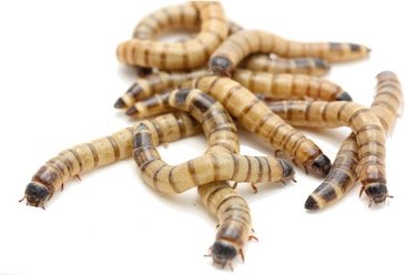 Feeder Insects Live Superworm Reptile Food, Large, 250 count