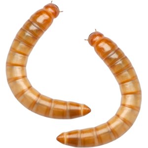 Feeder Insects Live Mealworm Reptile Food, Large, 1000 count