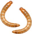 Feeder Insects Live Mealworm Reptile Food, Large, 1000 count