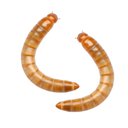 Feeder Insects Live Mealworm Reptile Food, Large, 1000 count