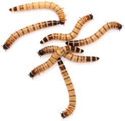 Feeder Insects Live Superworm Reptile Food, Large, 500 count